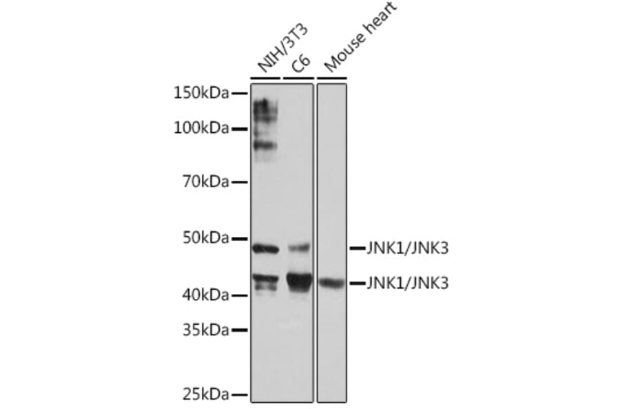 Western Blot - Anti-JNK1 + JNK2 + JNK3 Antibody [ARC1163] (A307843) - Antibodies.com