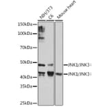 Western Blot - Anti-JNK1 + JNK2 + JNK3 Antibody [ARC1163] (A307843) - Antibodies.com