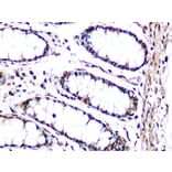Immunohistochemistry - Anti-JNK1 + JNK2 + JNK3 Antibody [ARC1163] (A307843) - Antibodies.com