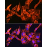 Immunofluorescence - Anti-JNK1 + JNK2 + JNK3 Antibody [ARC1163] (A307843) - Antibodies.com