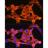 Immunofluorescence - Anti-JNK1 + JNK2 + JNK3 Antibody [ARC1163] (A307843) - Antibodies.com