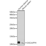 Western Blot - Anti-PF4 Antibody [ARC2076] (A307846) - Antibodies.com