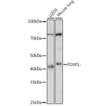 Western Blot - Anti-FOXF1 Antibody [ARC1863] (A307848) - Antibodies.com
