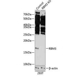 Western Blot - Anti-RBM3 Antibody (A307849) - Antibodies.com