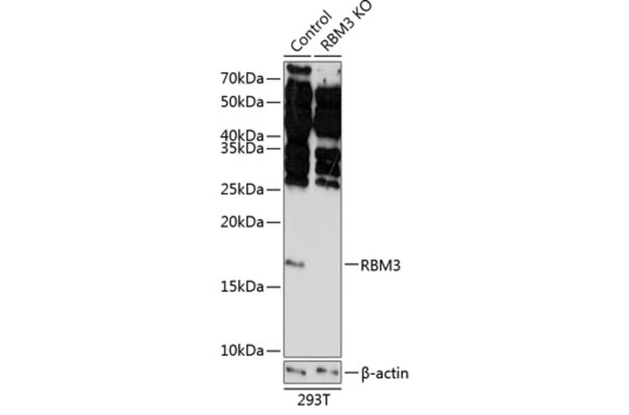 Western Blot - Anti-RBM3 Antibody (A307849) - Antibodies.com