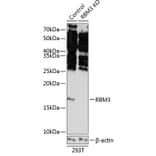 Western Blot - Anti-RBM3 Antibody (A307849) - Antibodies.com