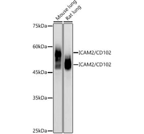 Western Blot - Anti-ICAM2 Antibody [ARC2802] (A307850) - Antibodies.com