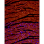 Immunofluorescence - Anti-Natriuretic peptides A Antibody [ARC51463] (A307851) - Antibodies.com