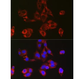 Immunofluorescence - Anti-RPL39 Antibody (A307855) - Antibodies.com