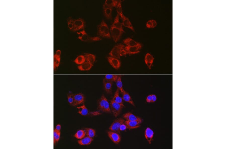 Immunofluorescence - Anti-RPL39 Antibody (A307855) - Antibodies.com