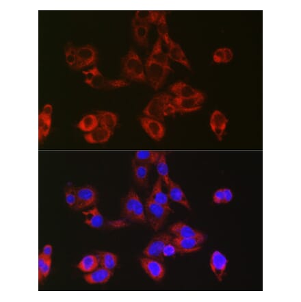 Immunofluorescence - Anti-RPL39 Antibody (A307855) - Antibodies.com