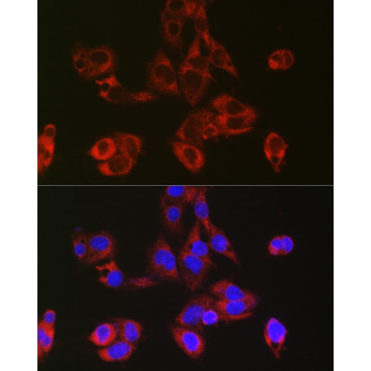 Immunofluorescence - Anti-RPL39 Antibody (A307855) - Antibodies.com