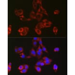 Immunofluorescence - Anti-RPL39 Antibody (A307855) - Antibodies.com