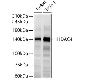 Western Blot - Anti-HDAC4 Antibody [ARC0714] (A307862) - Antibodies.com