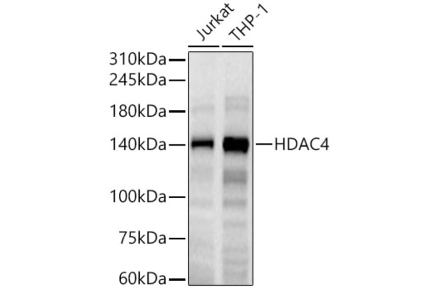 Western Blot - Anti-HDAC4 Antibody [ARC0714] (A307862) - Antibodies.com