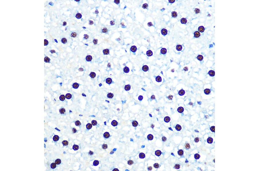 Immunohistochemistry - Anti-hnRNP U/p120 Antibody [ARC0942] (A307864) - Antibodies.com