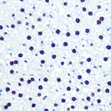 Immunohistochemistry - Anti-hnRNP U/p120 Antibody [ARC0942] (A307864) - Antibodies.com