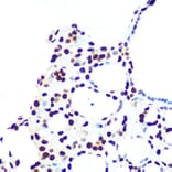 Immunohistochemistry - Anti-hnRNP U/p120 Antibody [ARC0942] (A307864) - Antibodies.com