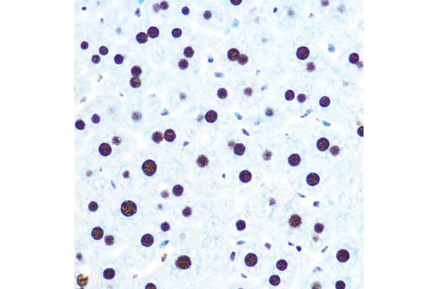 Immunohistochemistry - Anti-hnRNP U/p120 Antibody [ARC0942] (A307864) - Antibodies.com