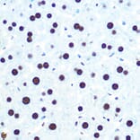 Immunohistochemistry - Anti-hnRNP U/p120 Antibody [ARC0942] (A307864) - Antibodies.com