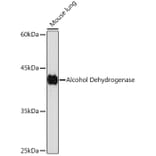 Western Blot - Anti-Alcohol Dehydrogenase Antibody [ARC2203] (A307868) - Antibodies.com