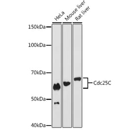 Western Blot - Anti-Cdc25C Antibody [ARC0622] (A307870) - Antibodies.com