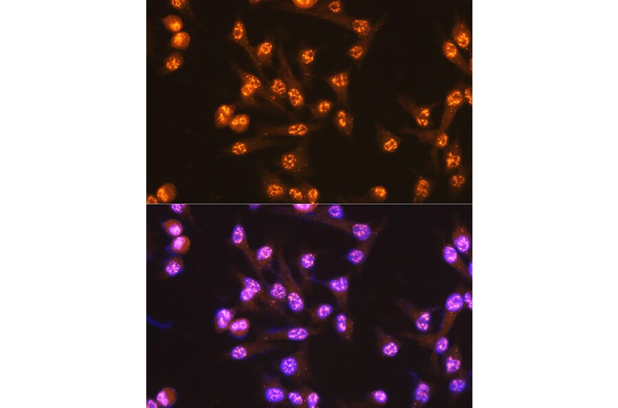Immunofluorescence - Anti-Cdc25C Antibody [ARC0622] (A307870) - Antibodies.com