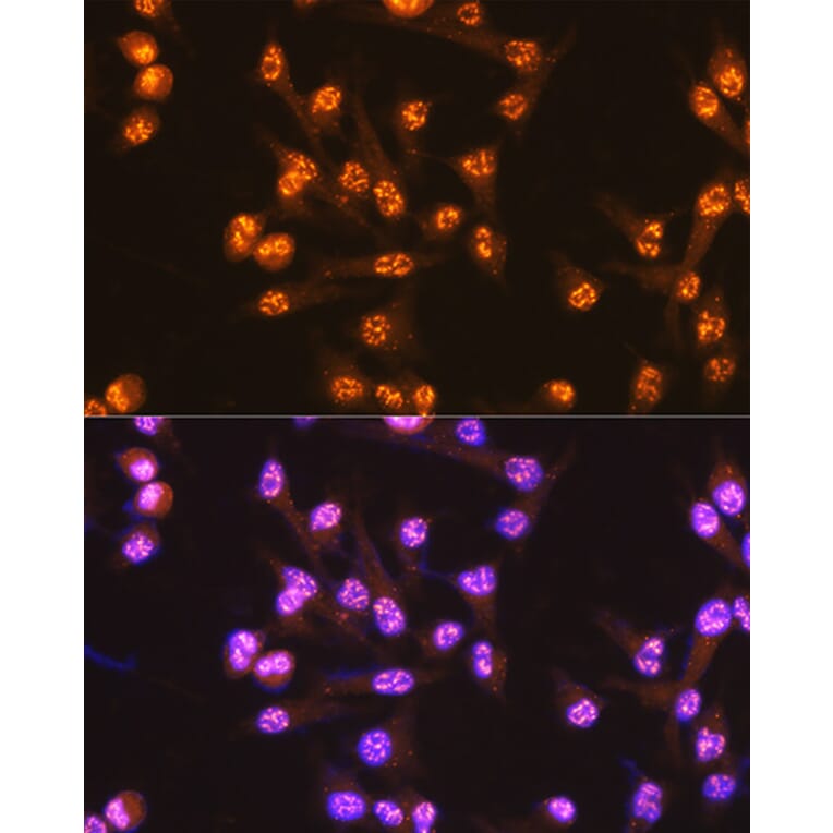 Immunofluorescence - Anti-Cdc25C Antibody [ARC0622] (A307870) - Antibodies.com