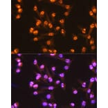 Immunofluorescence - Anti-Cdc25C Antibody [ARC0622] (A307870) - Antibodies.com