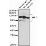 Western Blot - Anti-Filaggrin Antibody (A307872) - Antibodies.com