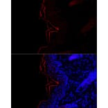 Immunofluorescence - Anti-Filaggrin Antibody (A307872) - Antibodies.com