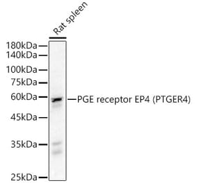 Western Blot - Anti-PGE2 receptor EP4 subtype Antibody (A307874) - Antibodies.com