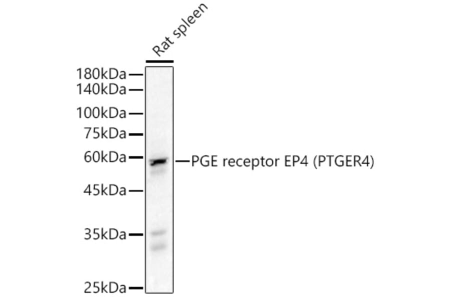 Western Blot - Anti-PGE2 receptor EP4 subtype Antibody (A307874) - Antibodies.com