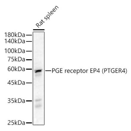Western Blot - Anti-PGE2 receptor EP4 subtype Antibody (A307874) - Antibodies.com