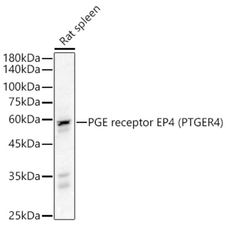 Western Blot - Anti-PGE2 receptor EP4 subtype Antibody (A307874) - Antibodies.com
