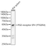 Western Blot - Anti-PGE2 receptor EP4 subtype Antibody (A307874) - Antibodies.com