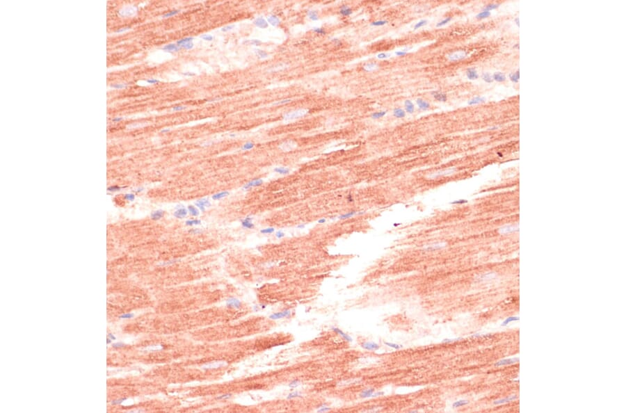 Immunohistochemistry - Anti-Mark3 Antibody (A307877) - Antibodies.com