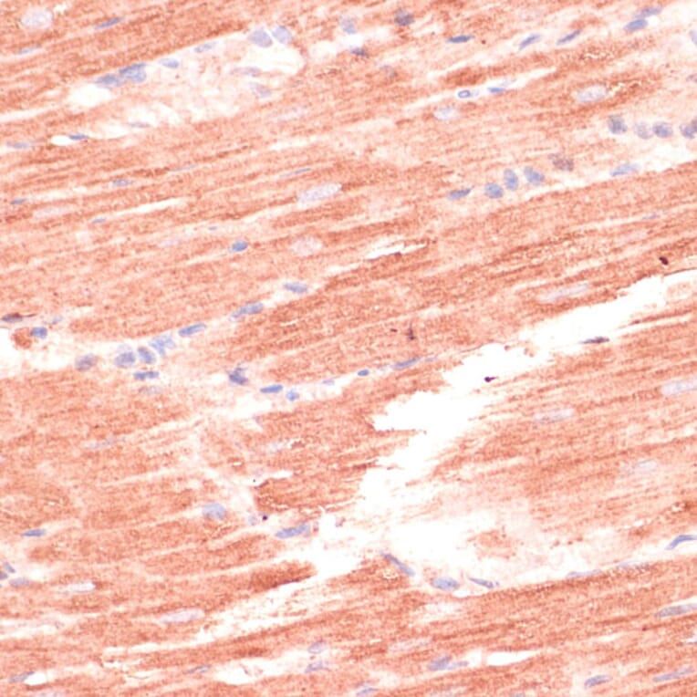 Immunohistochemistry - Anti-Mark3 Antibody (A307877) - Antibodies.com