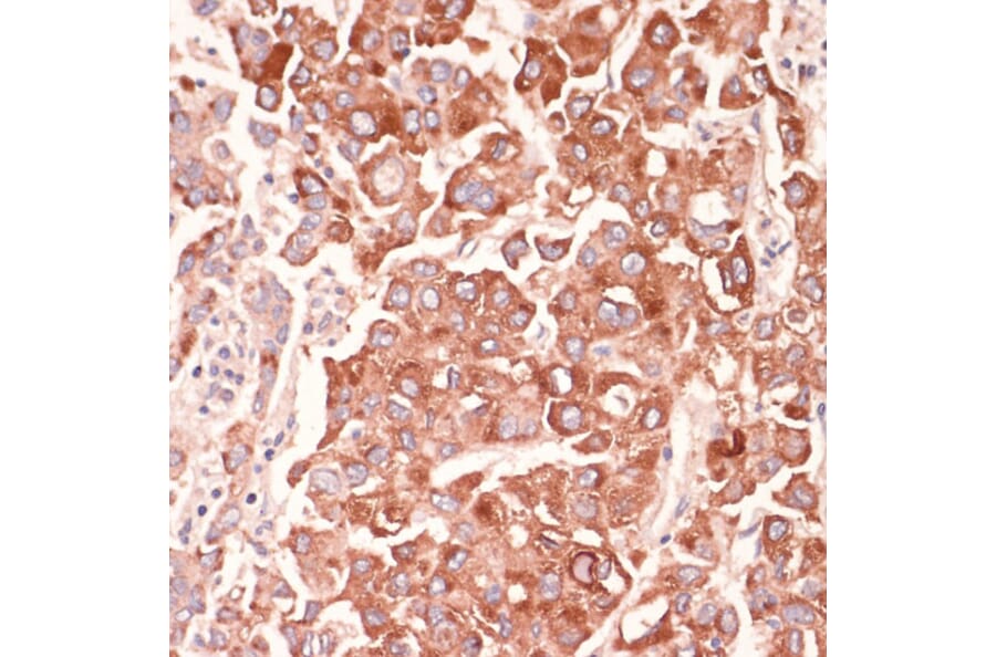 Immunohistochemistry - Anti-Mark3 Antibody (A307877) - Antibodies.com