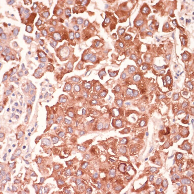 Immunohistochemistry - Anti-Mark3 Antibody (A307877) - Antibodies.com
