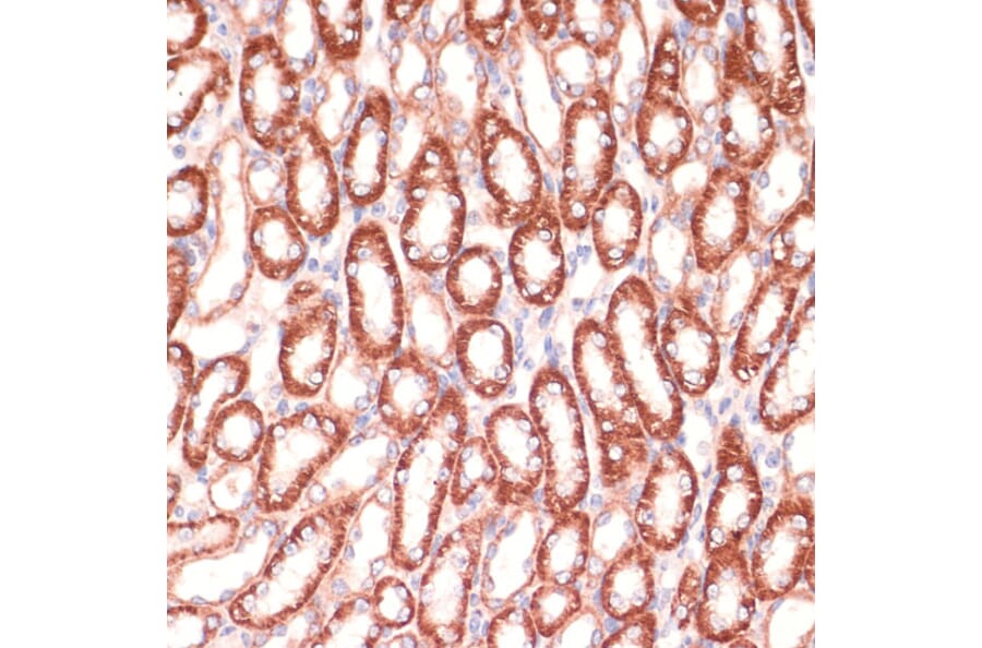 Immunohistochemistry - Anti-Mark3 Antibody (A307877) - Antibodies.com