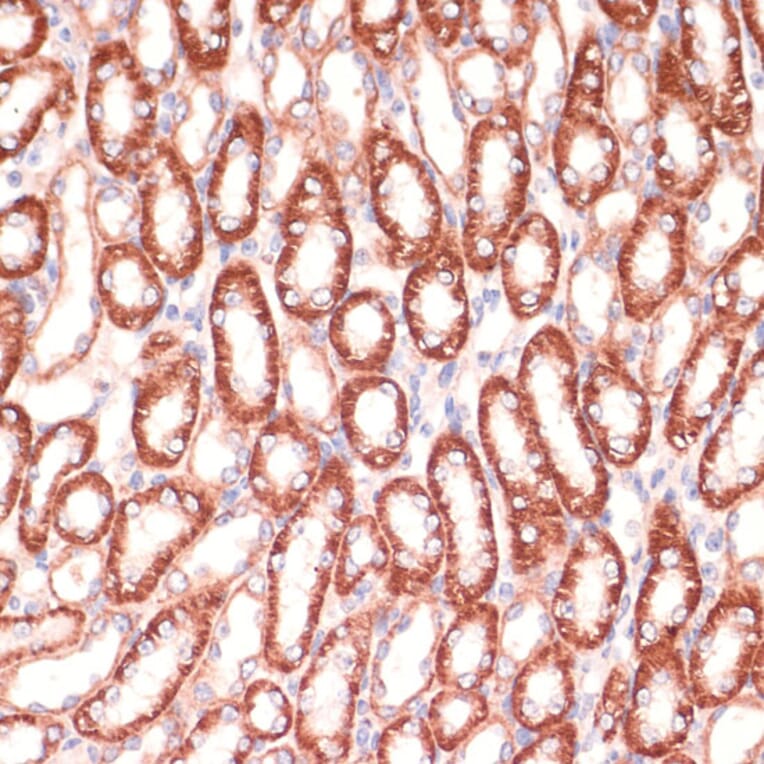 Immunohistochemistry - Anti-Mark3 Antibody (A307877) - Antibodies.com