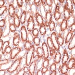Immunohistochemistry - Anti-Mark3 Antibody (A307877) - Antibodies.com