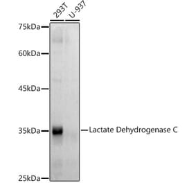 Western Blot - Anti-LDH-C Antibody [ARC2796] (A307880) - Antibodies.com