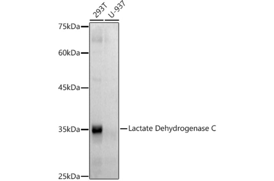 Western Blot - Anti-LDH-C Antibody [ARC2796] (A307880) - Antibodies.com