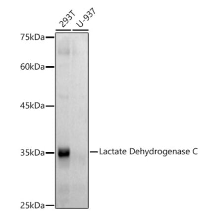 Western Blot - Anti-LDH-C Antibody [ARC2796] (A307880) - Antibodies.com
