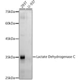 Western Blot - Anti-LDH-C Antibody [ARC2796] (A307880) - Antibodies.com