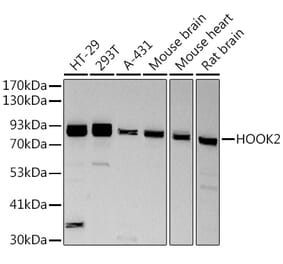 Western Blot - Anti-HOOK2 Antibody [ARC2769] (A307881) - Antibodies.com