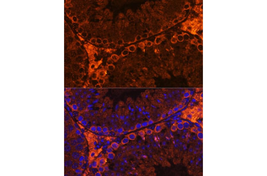 Immunofluorescence - Anti-C20orf26 Antibody (A307884) - Antibodies.com