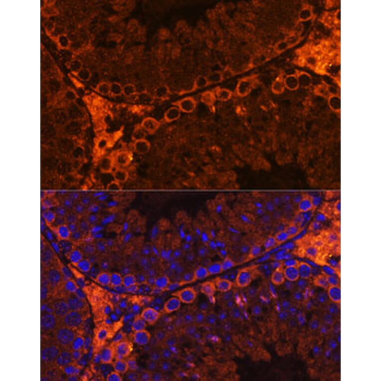 Immunofluorescence - Anti-C20orf26 Antibody (A307884) - Antibodies.com